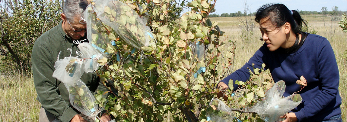 researchers bagging leaves on shrub