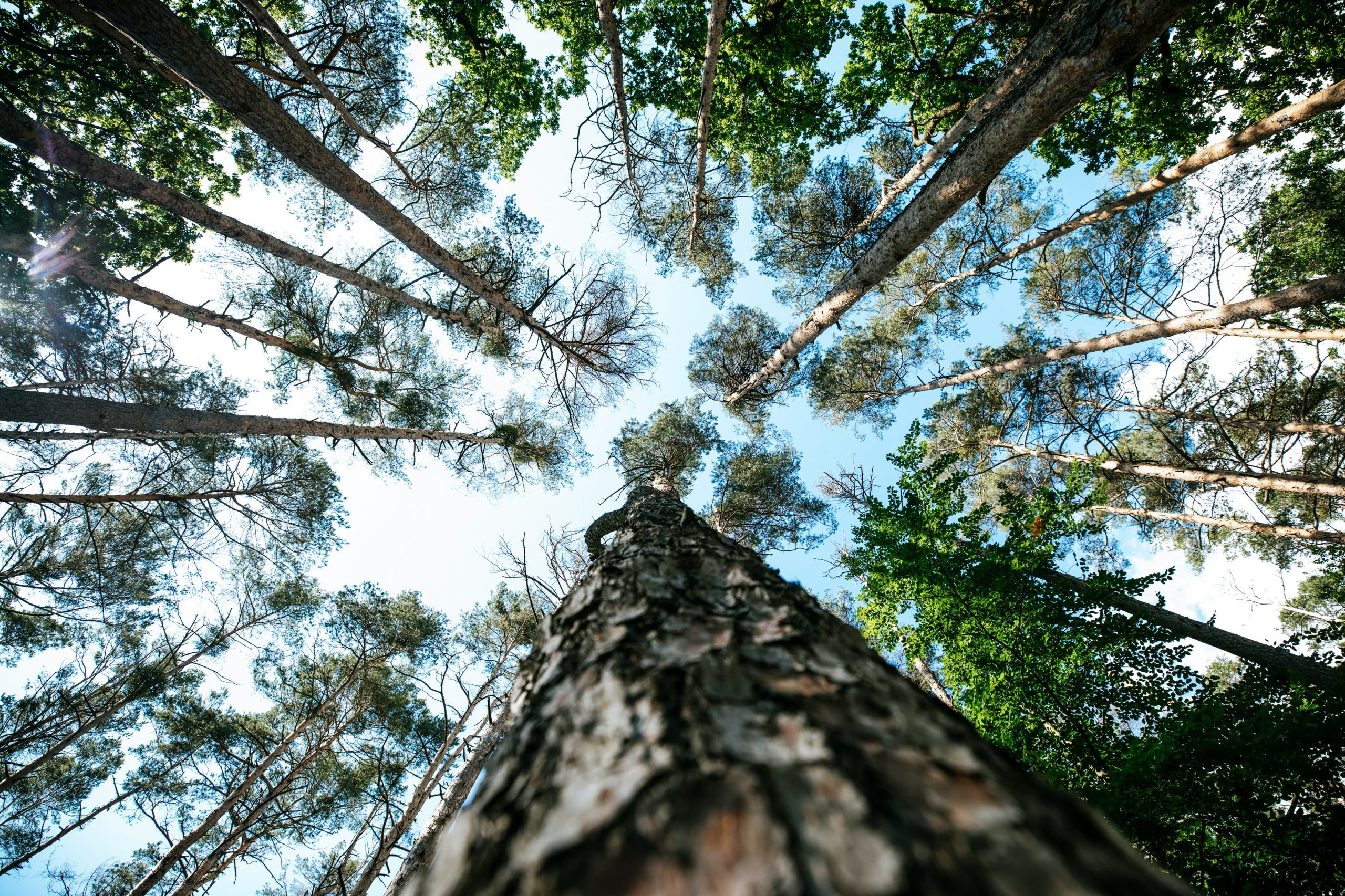 Recognizing Excellence: 2025 Family Forest Education Award Open for Nominations